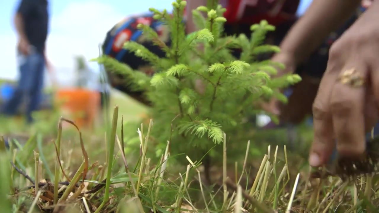 Tim Hortons - 50th Year Forest